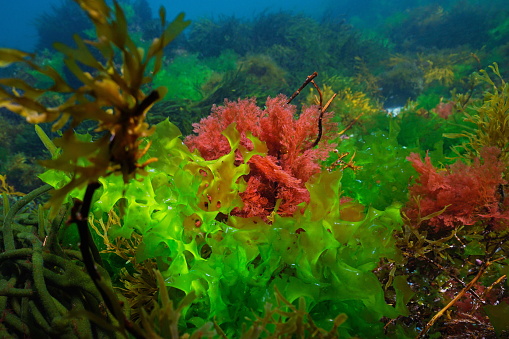 Green alga Ulva lactuca and red alga Plocamium cartilagineum, underwater in the Atlantic ocean, Spain