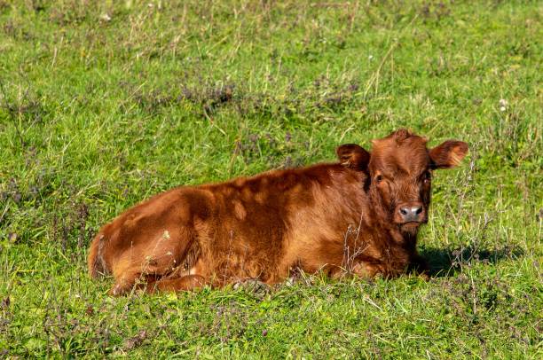 istock A brown calf sitting on the grass 1460719050