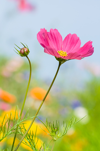 A vertical shot of a pink cosmos flower and a bud