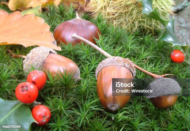 Beautiful Wallpaper Of Acorns And Berries On The Grass Stock Photo - Download Image Now