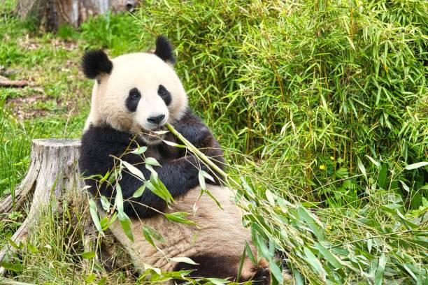 istock Cute big panda sitting and eating bamboo leaves 1460719422
