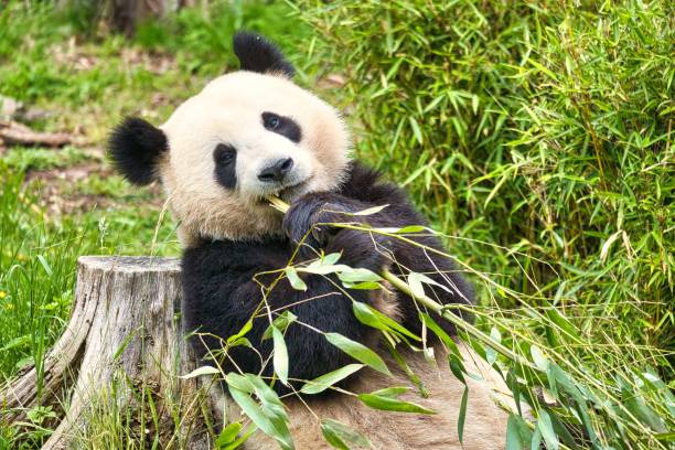 istock Cute big panda sitting and eating bamboo leaves 1460719430