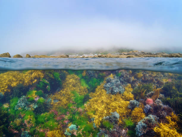 istock Fog on the Atlantic coast with algae underwater in the ocean 1460719573