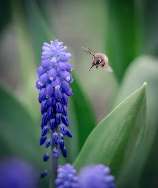 A vertical shot of a bee flying to a garden grape-hyacinth in a garden with a blurry background