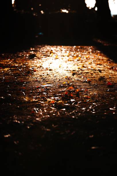 istock Fallen tree leaves on the ground under the sunlight 1460719767