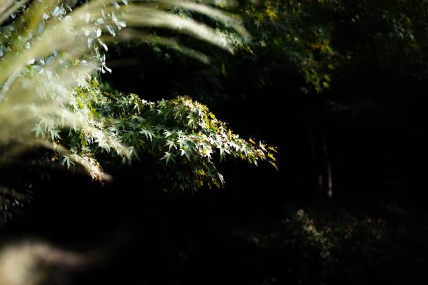 istock Tree bush with green leaves on a sunny day 1460720658