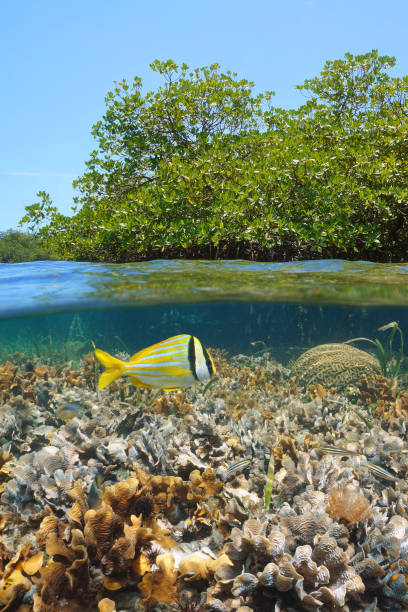 istock Mangrove tree and coral reef with fish underwater Caribbean sea 1460720694