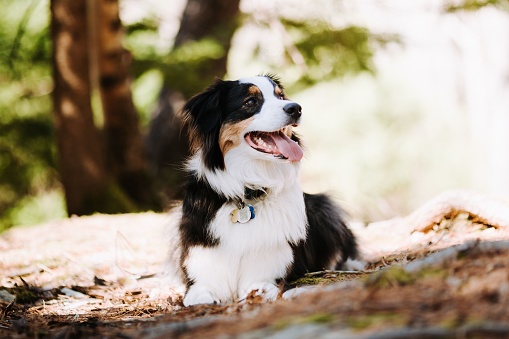 A closeup shot of a happy Australian Shepherd sitting on the ground in a park