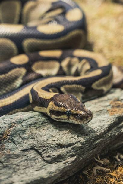 istock Vertical closeup shot of details on a ball python in a zoo 1460721507