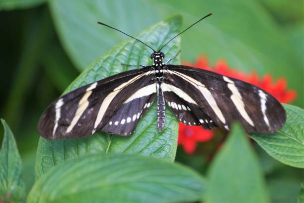 istock Closeup shot of a zebra longwing butterfly on a green leaf 1460721691