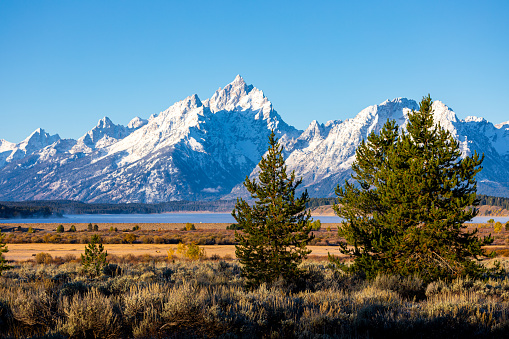 Trees and bushes in Willow Flats area with background of Grand Teton and Mount Moran mountain on sunny day.