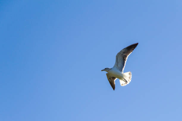 istock Adorable seagull flying in the blue clear sky 1460722051