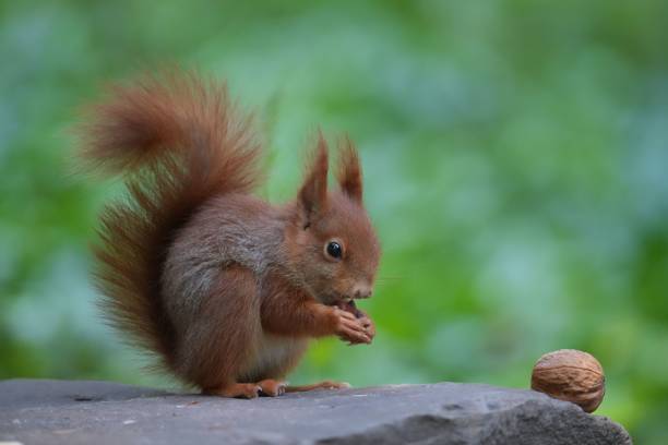 istock Closeup of a cute brown squirrel eating nut on a rock 1460722174