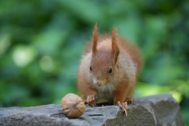 istock Closeup of a cute brown squirrel eating nut on a rock 1460722177