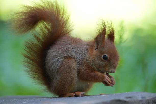 istock Closeup shot of a red squirrel on the blurry background 1460722194