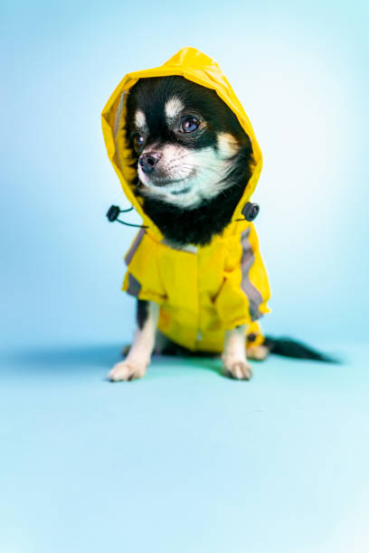 istock Chihuahua wearing yellow raincoat isolated in blue background 1460722219