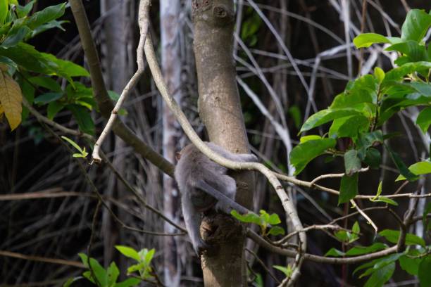 istock Baby monkey climbing the green tree in the jungle 1460722361