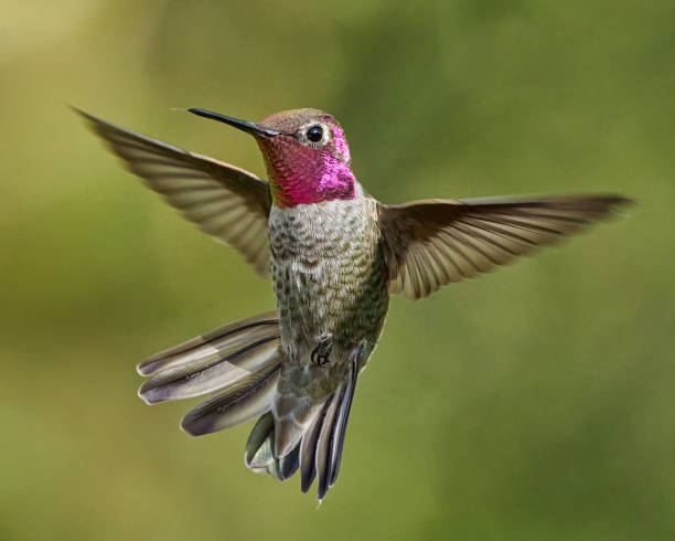 istock Selective focus shot of a hummingbird flying during daylight 1460722434