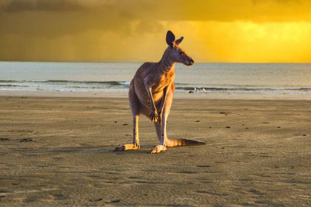 istock Scenic view of an adorable kangaroo on a sandy beach during a mesmerizing sunset 1460722454