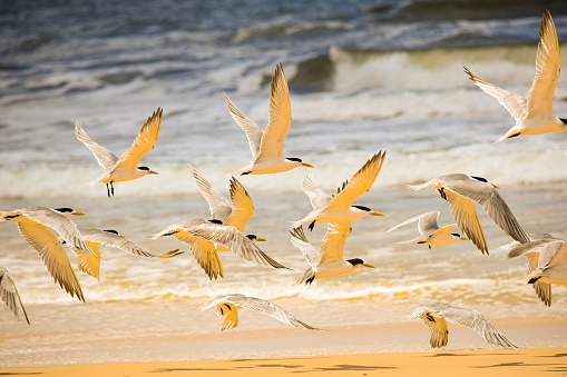 A beautiful flock of tern birds flying above a sandy shore on a beach