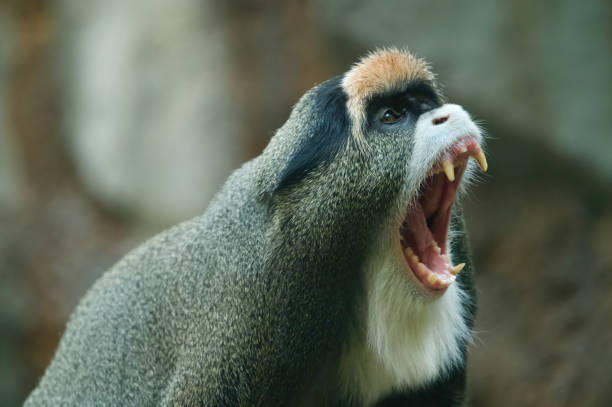 istock Closeup shot of a De Brazza's monkey yawning 1460722817
