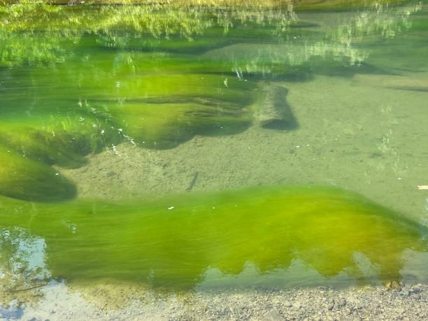 istock View of the green moss under clear water 1460723096