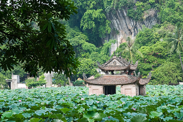 istock Pagoda in lotus pond 146072379