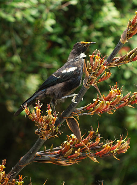 istock Young Tui feeding on flax flowers 146072387