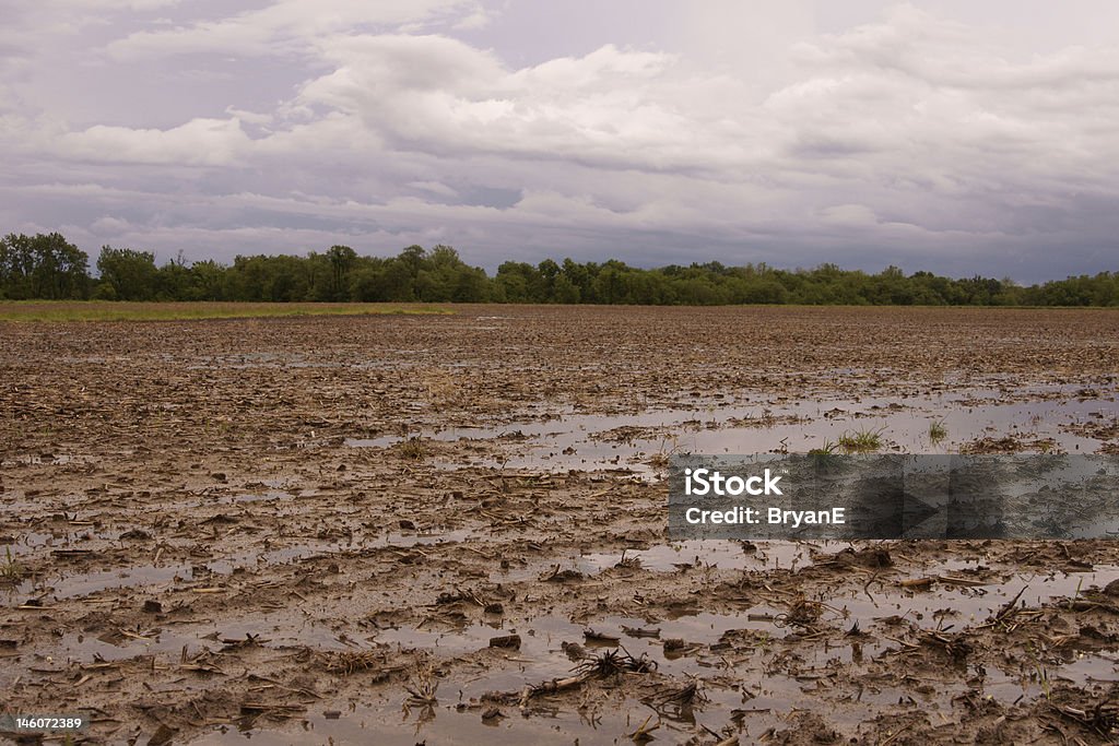 Hell Field - Lizenzfrei Agrarbetrieb Stock-Foto