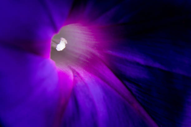 beach moon flower purple macro photo, purple flower