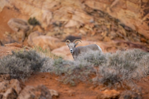 A view of the big horn sheep in the Nevada desert
