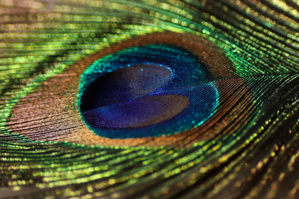 istock Peacock feather closeup. Peafowl feather. Colorful feather. 1460723966