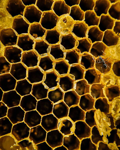 istock Vertical shot of a bee's hive 1460724058