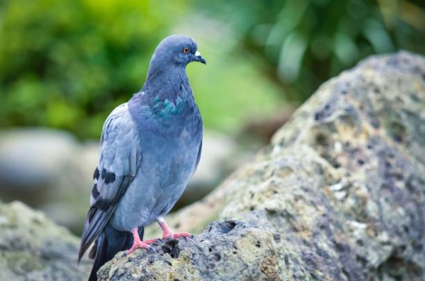 istock Closeup shot of a pigeon perched on a stone 1460724094