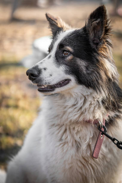 istock Vertical shot of a cute Border Collie with a collar 1460724169