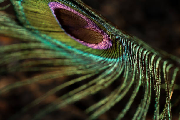 istock Peacock feather closeup. Peafowl feather. Colorful feather. 1460724697
