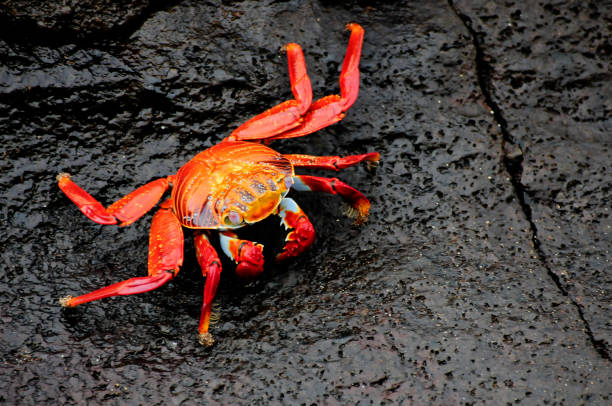 istock Sally Lightfoot galapagos island crabs 1460724838