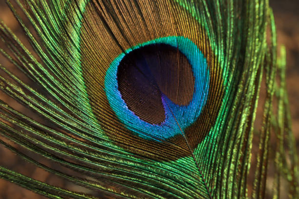 istock Peacock feather closeup. Peafowl feather. Colorful feather. 1460725135