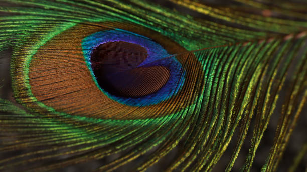 istock Peacock feather closeup. Peafowl feather. Colorful feather. 1460725248