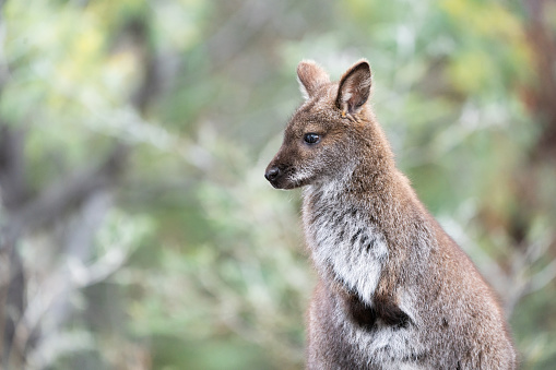 Photograph of two young wild gray kangaroos taken in Queensland, Australia. This photograph was taken late in the afternoon with full frame camera and G telephoto lens.