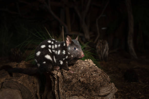 Closeup of an eastern quoll on a log in the zoo A closeup of an eastern quoll on a log in the zoo spotted quoll stock pictures, royalty-free photos & images