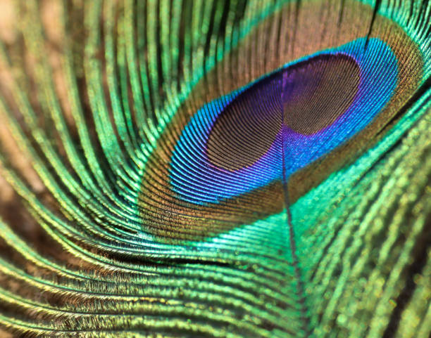 istock Peacock feather closeup. Peafowl feather. Colorful feather. 1460725306