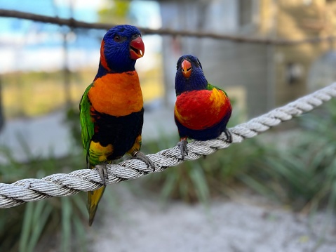 A closeup of Loriini parrots perched on a rope in a park