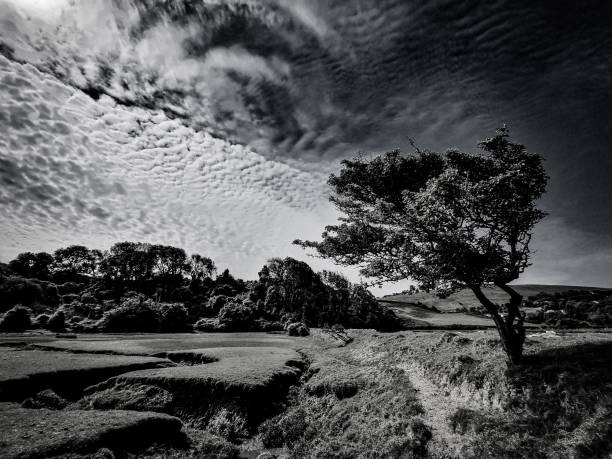 istock Black and white view of a tree with cloudy sky in the background 1460725481