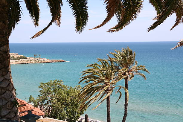 istock Palms in front of the sea and blue sky 146072557