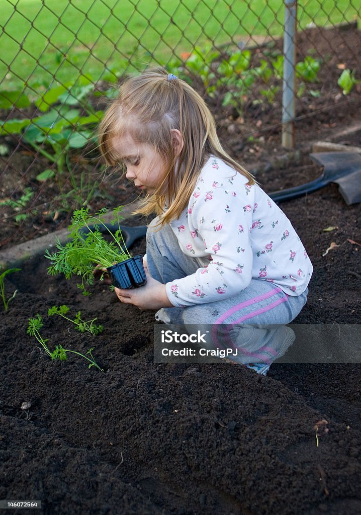 少女を植えるニンジン Seedlings - オーガニックのロイヤリティフリーストックフォト