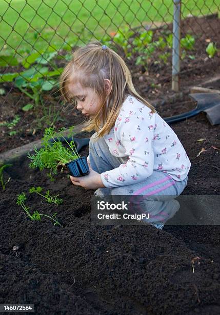 Rapariga Em As Plantas De Cenoura - Fotografias de stock e mais imagens de Agricultura - Agricultura, Aluno de Jardim de Infância, Ao Ar Livre