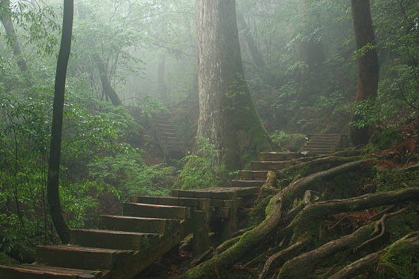 Inside Arashiyama Park in Kyoto Japan.