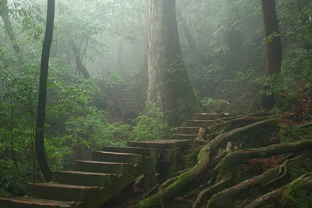 A wooden broadwalk winds it's way through the gaint roots and trees in the Yakushima World Heritage Site, Japan.