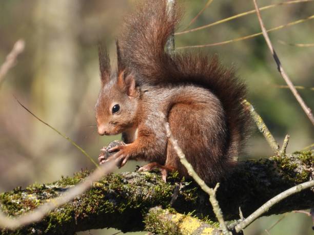 istock Red squirrel, with a fluffy tail, holding a nut, on a tree trunk covered by moss, on a sunny day 1460726185